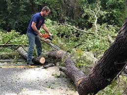Mulching Services in Ponderosa Pine, NM