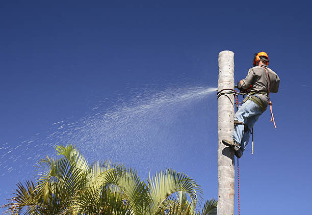 How Our Tree Care Process Works  in  Ponderosa Pine, NM