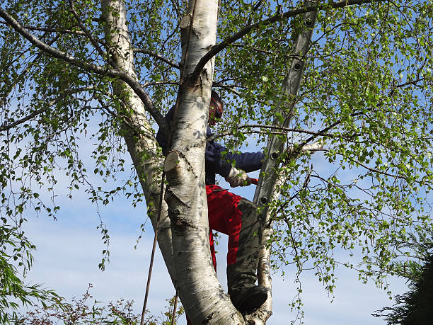 Pest Control for Lawns in Ponderosa Pine, NM