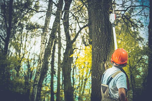 Lawn Renovation and Restoration in Ponderosa Pine, NM